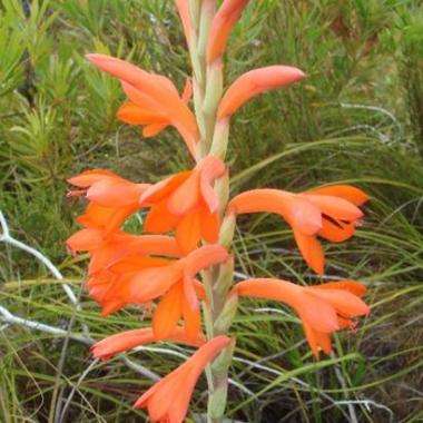 Watsonia schlechteri Seeds - Sow Autumn - Indigenous South African Bulb Seeds For Sale From Africa