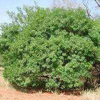 10 White Ironwood Tree Seeds (Vepris lanceolata) - Indigenous South African Tree Seeds