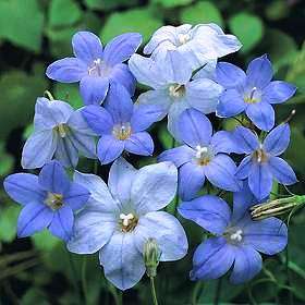 Wahlenbergia undulata Seeds - Indigenous South African Perennial Seeds From Africa