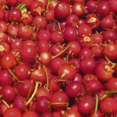 20 Ugni molinae Seeds - Chilean Guava, Ugniberry, New Zealand Cranberry - Edible Fruit Shrub