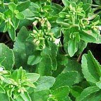 Sugar Substitute - 5 Stevia rebaudiana Seeds - Sweet Herb - Culinary Herbs