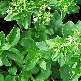 Sugar Substitute - 50 Stevia rebaudiana Seeds - Sweet Herb - Bulk Culinary Herbs