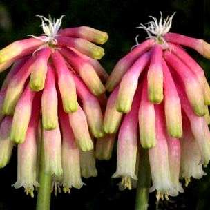 5 Veltheimia bracteata Seeds ~ Forest Lily - Indigenous South African Bulb Seeds + FREE SEEDS
