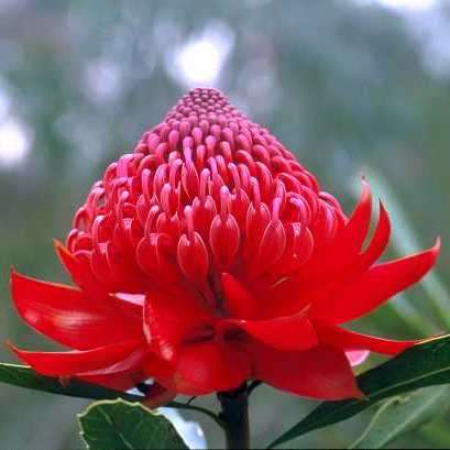 5 New South Wales Waratah - Telopea speciosissima Seeds - Protea Family