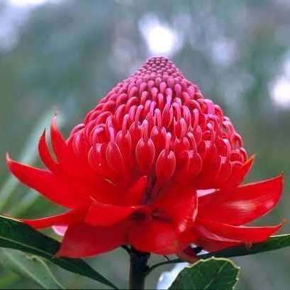 3 New South Wales Waratah - Telopea speciosissima Seeds - Protea Family - Shrub