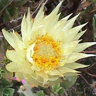 10 Everlastings - Syncarpha speciosissima Seeds - Sow Autumn - Indigenous Perennial