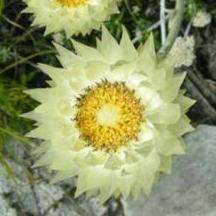 Everlastings - Syncarpha speciosissima Seeds - Sow Autumn - Indigenous Perennial