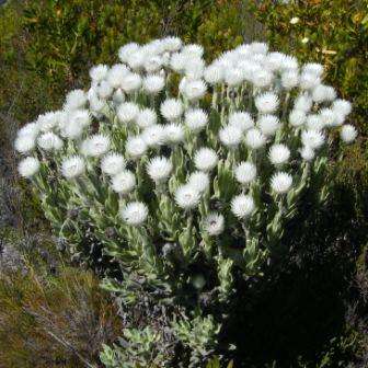 5 Syncarpha vestita Seeds - Cape Everlasting - Sewejaartjie - Indigenous Perennial Shrub