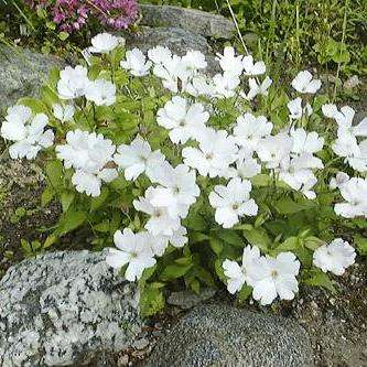 10 Psychoactive African Dream Root - Silene capensis Seeds - Ethnobotanical Indigenous Herb