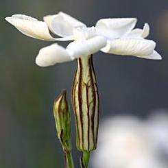 5 Psychoactive African Dream Root - Silene capensis Seeds - Ethnobotanical Indigenous Herb