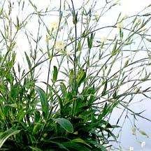 50 Psychoactive African Dream Root - Silene capensis Seeds - Bulk Ethnobotanical Indigenous Herb