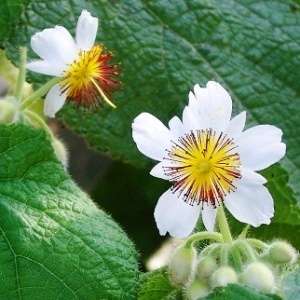 5 Sparmannia africana Seeds - Indoor Perennial Shrub - Indigenous to South Africa - Global Shipping