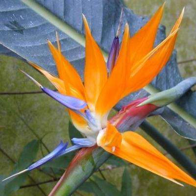 10 Strelitzia reginae Seeds - Bird of Paradise, Crane Flower - Indigenous to South Africa