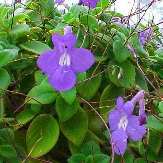 6 Streptocarpus saxorum Seeds - Indigenous South African Perennial Seeds For Sale From Africa