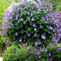 6 Streptocarpus saxorum Seeds - Indigenous South African Perennial Seeds For Sale From Africa