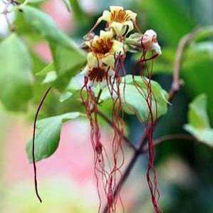 Strophanthus kombe - 10 Seed Pack - Indigenous South African Arrow Poison Tree