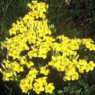 10 Sebaea natalensis Seeds - Indigenous - Buy Seeds for Perennials From Southern Africa + FREE SEEDS