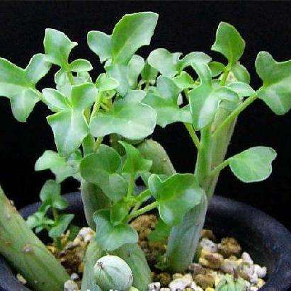 Senecio articulatus Seeds - Indigenous South African Succulents + FREE SEEDS
