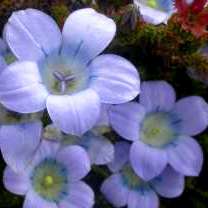 10 Roella ciliata Seeds - Sow Autumn - Buy Seeds for Indigenous South African Perennials