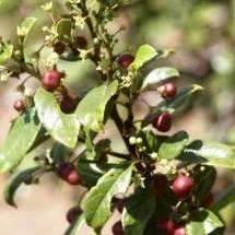 20 Rhamnus prinoides Seeds - African Dogwood - Buy Indigenous South African Tree Seeds