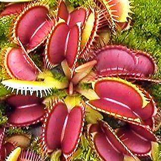 Venus Fly Traps - Carnivorous Plant Seeds - Dionaea muscipula Seeds + FREE SEEDS