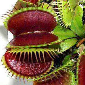 5 Venus Fly Traps - Carnivorous Plant Seeds - Dionaea muscipula Seeds + FREE SEEDS