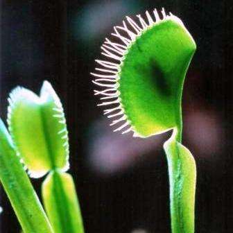 10 Venus Fly Traps - Carnivorous Plant Seeds - Dionaea muscipula Seeds + FREE SEEDS