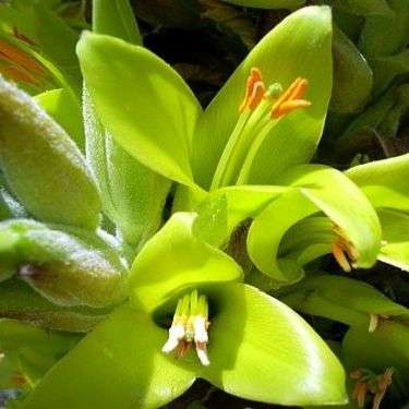 5 Puya chilensis Seeds - Puya , Chagual - Terrestrial Bromeliad - Endangered Succulent