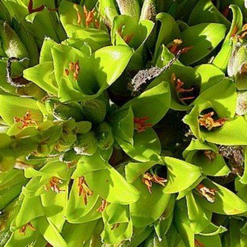 50 Puya chilensis Seeds - Puya , Chagual - Terrestrial Bromeliad - Endangered Succulent
