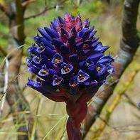 100 Puya coerulea var. violacea Seeds - Dark Purple Puya - Terrestrial Bromeliad - Succulent - Bulk