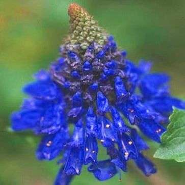 10 Pycnostachys urticifolia Seeds - Indigenous Perennial Seeds From Africa to S Africa and Worlwide