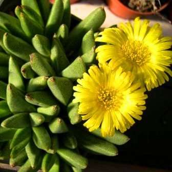 10 Rabiea difformis Seeds - Indigenous Succulents Seeds From Africa + FREE Seeds with EVERY Order!