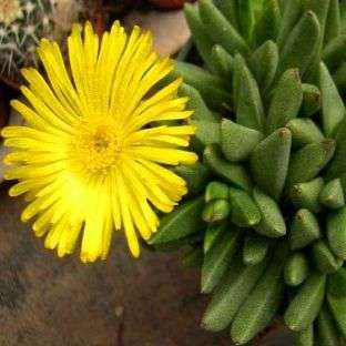 5 Rabiea difformis Seeds - Indigenous Succulents Seeds From Africa + FREE Seeds with EVERY Order!