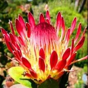 Protea eximia Seeds (Broadleaf Sugarbush) - Indigenous South African Protea Seeds From Africa
