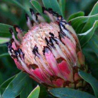 5 Protea longifolia Seeds - Long-leaf Sugarbush - Indigenous - Worldwide Shipping + GET FREE SEEDS