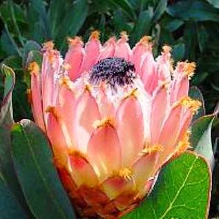 20 Protea magnifica Seeds + Growers Guide - Indigenous - Cut Flower Seeds - Worldwide Shipping