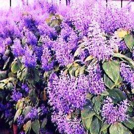 5 Plectranthus ecklonii Seeds - Large Spur-flower Bush - Indigenous South African Shrub
