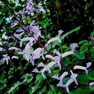 Plectranthus fruticosus Seeds - Indigenous South African Shrub Seeds from Africa + Free Seeds