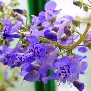 10 Plectranthus fruticosus Seeds - Indigenous South African Shrub Seeds from Africa + Free Seeds