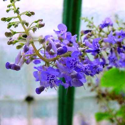 50 Plectranthus fruticosus Seeds - Bulk Indigenous South African Shrub Seeds from Africa