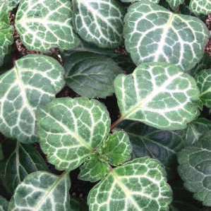 5 Plectranthus oertendahlii Seeds Silverleaf Spurflower, Swedish Ivy - Indigenous Perennial