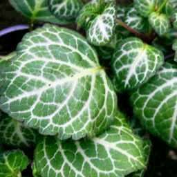 5 Plectranthus oertendahlii Seeds Silverleaf Spurflower, Swedish Ivy - Indigenous Perennial