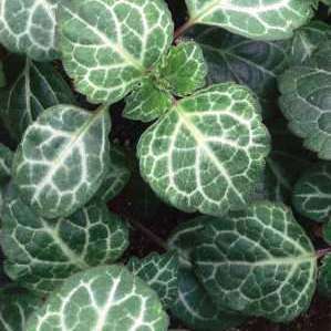 10 Plectranthus oertendahlii Seeds Silverleaf Spurflower, Swedish Ivy - Indigenous to South Africa