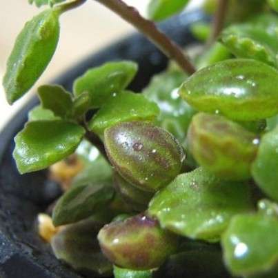 5 Plectranthus prostratus Seeds - Indigenous - Buy South African Perennial Seeds From Africa