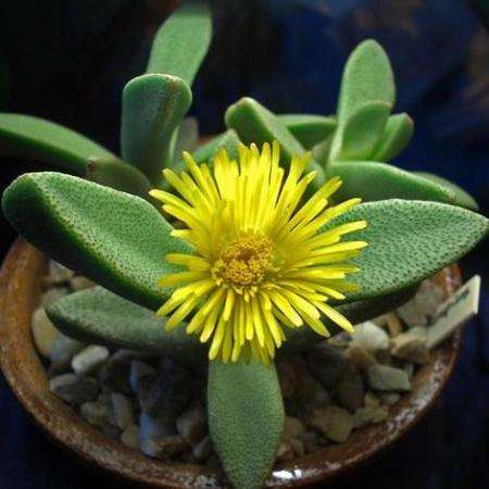 10 Pleiospilos compactus ssp sororius Seeds - Buy Indigenous Seeds + Get Free Seeds - Mesemb