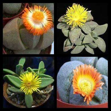 Pleiospilos Mixed Species Seeds - Split Rock - Indigenous South African Succulents - Vetplante