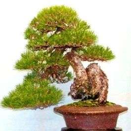 5 Pinus thunbergii or Japanese Black Pine - Seeds for Bonsai Trees To Buy in South Africa