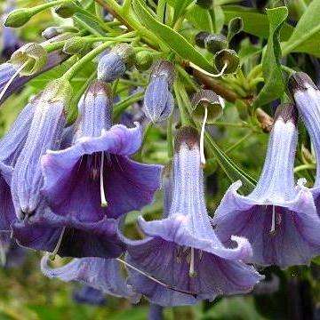 5 Iochroma australe Seeds - Mini Angel's Trumpet Shrub Seeds - Combined Global Shipping