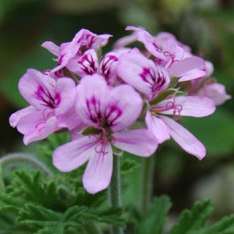 5 Pelargonium capitatum - Rose scented geranium Seeds - Indigenous Shrub Seeds From Africa