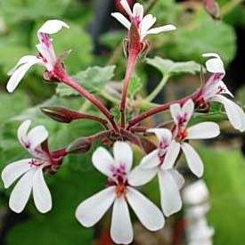 10 Apple Scented Geranium Seeds ~ Pelargonium odoratissimum - Indigenous Shrub Seeds